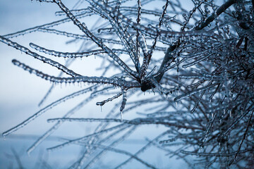 Icing in the world of branch with long green needles covered with a thin layer of ice on a winter day. - 696361178