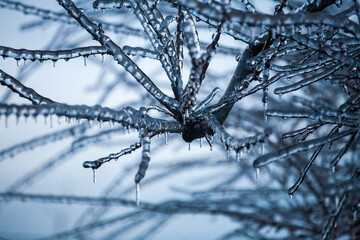 Icing in the world of branch with long green needles covered with a thin layer of ice on a winter day. - 696361310
