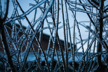 Icing in the world of branch with long green needles covered with a thin layer of ice on a winter day. - 696361561