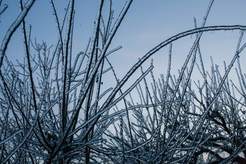 Frosty Spruce Branches.Outdoor frost scene winter background. Beautiful tree Icing in the world of plants and sunrise sky. Frosty , snowy, scenic - 696362128