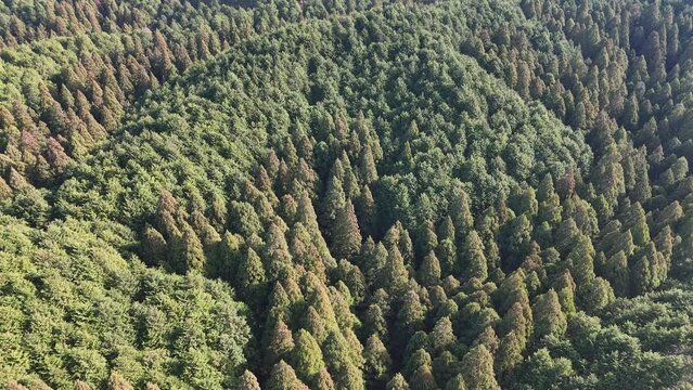 Forests and logged land. Some of the land remains as forest, with scattered areas that have been logged. Deforestation.