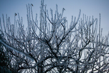 Frosty Spruce Branches.Outdoor frost scene winter background. Beautiful tree Icing in the world of plants and sunrise sky. Frosty , snowy, scenic - 696362732