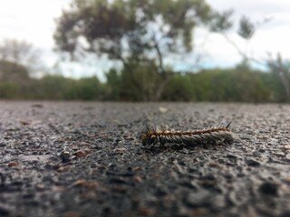 Caterpillar of hairy mary caterpillar (anthela varia) on asphalt road
