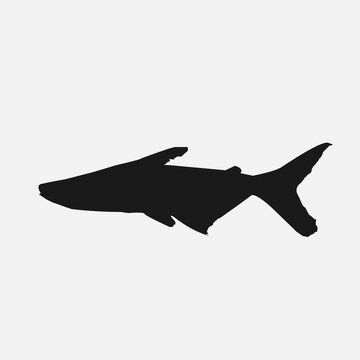 fish isolated on white background