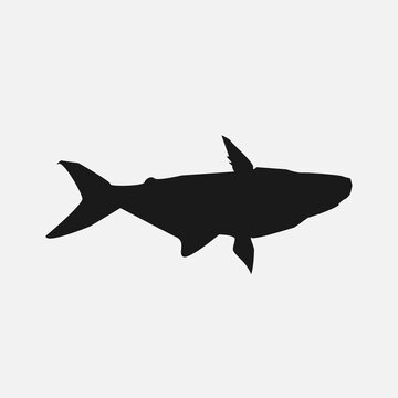 fish isolated onfish isolated on white background white background