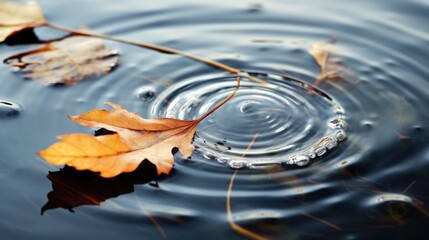 A leaf floating on top of a body of water. Autumn leaves floating on the water surface