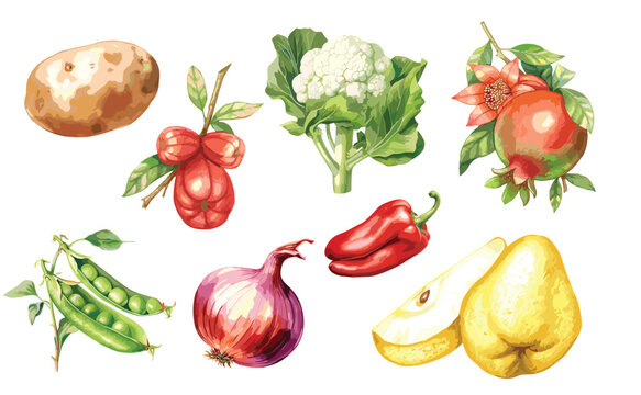Watercolor painted collection of vegetables and fruits. Hand drawn fresh food design elements isolated on white background