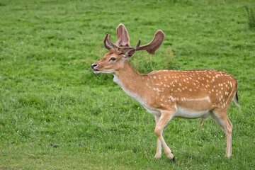 Fallow deer in a clearing
