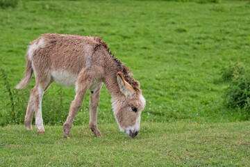 Young donkey in the meadow