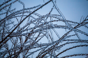 Frosty Spruce Branches.Outdoor frost scene winter background. Beautiful tree Icing in the world of plants and sunrise sky. Frosty , snowy, scenic