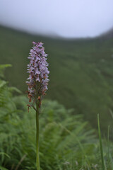 Flower with white leaves and purple spots (purple swamp orchid) with blurred background