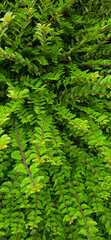 Green plant bush with small sharp leaves holding on thin brown