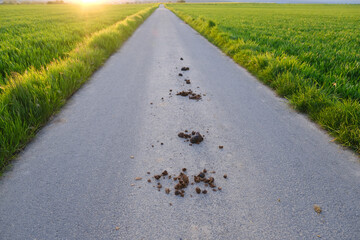 excrement on pavement, horse manure lies on road in sun, green field of young winter wheat, growing...