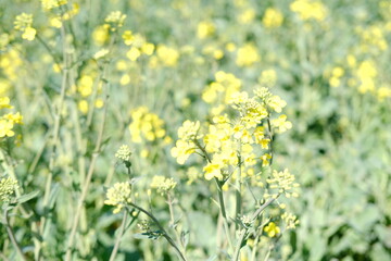 blurred rapeseed flowers, natural landscape, concept beauty of nature, environment, agricultural,...