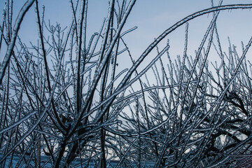 Icing in the world of branch with long green needles covered with a thin layer of ice on a winter day. - 696366341