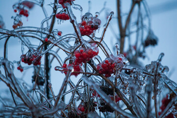 Red viburnum berries frozen by the first frosts in December. Viburnum fruits covered with ice and frost. Winter berries with vitamins - 696366518