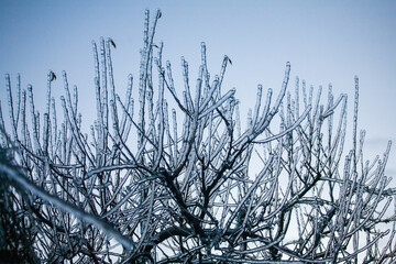 Icing in the world of branch with long green needles covered with a thin layer of ice on a winter day. - 696366922