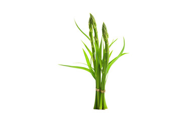 Asparagus Plant Elegance on Transparent Background.