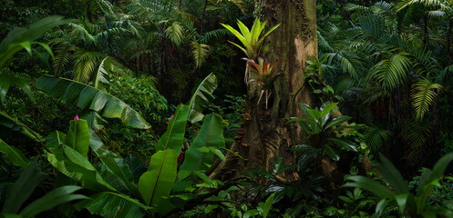 Fototapeta na wymiar Big tree in the tropical jungle with palm trees