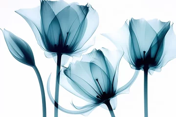 Poster xray photo of tulips on white background © Salander Studio