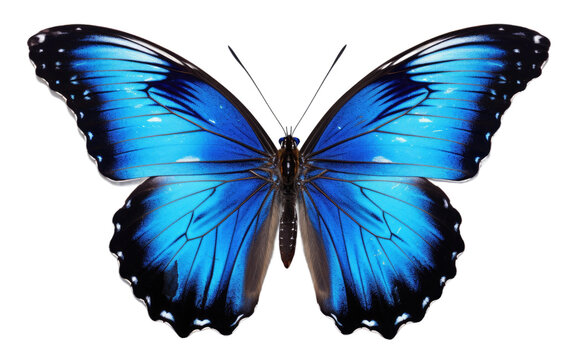Blue tiger butterfly on Transparent Background.