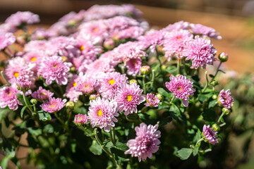 Vibrant pink colorful Hardy Chrysanthemum (Garden Mum) flower bunch in the sunny day. Flower in...