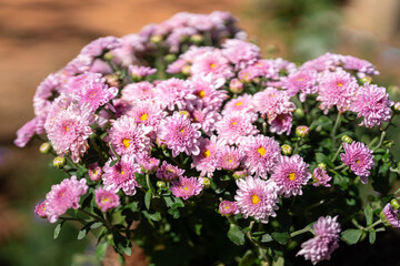 Vibrant pink colorful Hardy Chrysanthemum (Garden Mum) flower bunch in the sunny day. Flower in nature, close-up and selective focus.