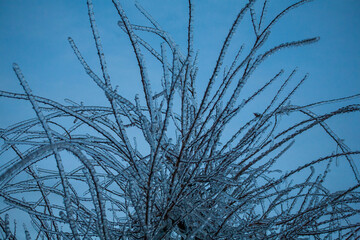 Frosty Spruce Branches.Outdoor frost scene winter background. Beautiful tree Icing in the world of plants and sunrise sky. Frosty , snowy, scenic