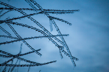 Frosty Spruce Branches.Outdoor frost scene winter background. Beautiful tree Icing in the world of plants and sunrise sky. Frosty , snowy, scenic