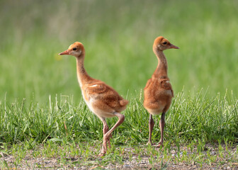 Sandhill crane siblings, colts, in grass