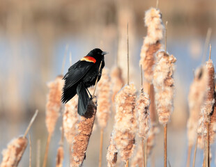 red wing blackbird on cattail stalk in profile