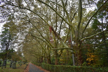 Obraz premium Autumn Walk, Path in Sleepy Hollow Cemetery, Historic New York