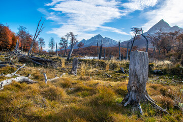 Dry forest landscape, tierra del fuego, argentina