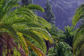 Fototapeta na wymiar Palm trees on Gran Canaria, Spain.