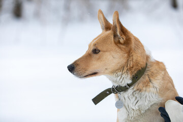 Man volunteer with stray dog outdoors. Concept of volunteering and animal shelters.