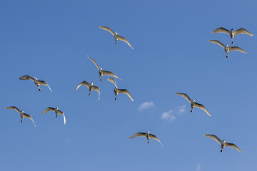 群れ飛ぶ白鷺