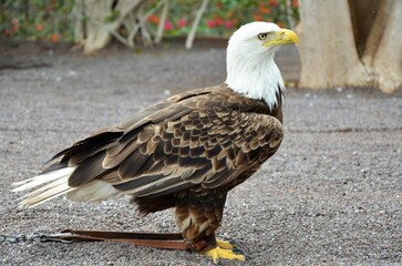 Bald Eagle at Tenerife Zoo Monkey Park