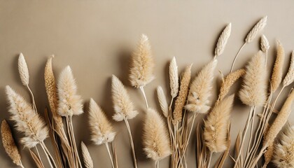 floral background of dry flowers dry beige lagurus grass flower on beige background fluffy tan pom pom plants bouquet flat lay top view copy space