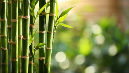 Fototapeta na wymiar beautiful green bamboo stems on blurred background