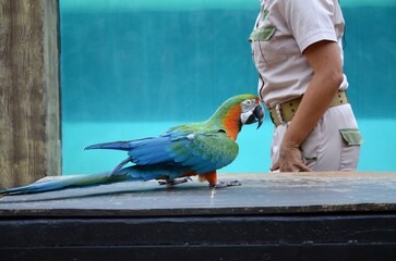 Red and Green Macaw in jungle park at Tenerife, Canary Islands, Spain.