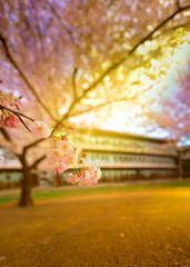 桜が舞う学校