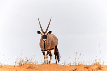 Oryx, African oryx, or gemsbok (Oryx gazella) searching for food in the dry red dunes of the Kgalagadi Transfrontier Park in South Africa