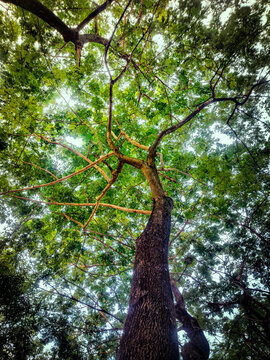 Tree from below perspective 