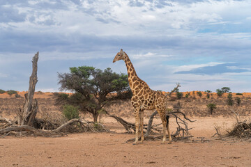 Obraz premium Giraffe male walking in the beautiful landscape with clouds and red sand dunes of the Kgalagadi Transfrontier Park in South Africa