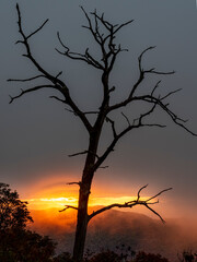 Tree Silhouette at stormy sunrise