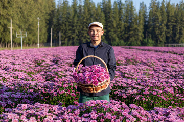 Asian farmer is holding the freshly pick pink chrysanthemum while working in his rural field farm...