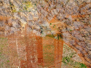 Teak forests dry out and wither during the dry season due to extreme hot weather which causes the leaves to fall