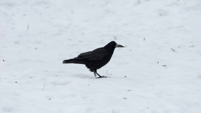 Bird in winter. Raven close up. Bird in winter. Corvus corax. Freezing. Raven ( Corvus corax ) close up.