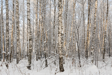 Snow-covered birch trees after heavy snowfall in a winter forest. The trees in the park are covered with snow. Snow-covered pine trees in the forest. Beautiful winter landscape