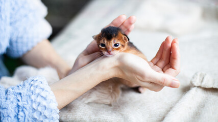 Two week old abyssinian ruddy kitten in womans hands. Cute newborn kitten at home. Pets care. Positive emotions concept. Image for websites about cats. Selective focus.